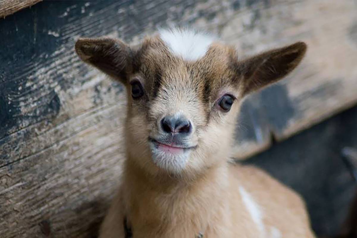 Familiesjov i Lalandia